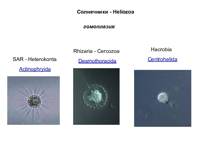 Солнечники - Heliozoa Actinophryida SAR - Heterokonta Centrohelida Hacrobia Desmothoracida Rhizaria - Cercozoa гомоплазия