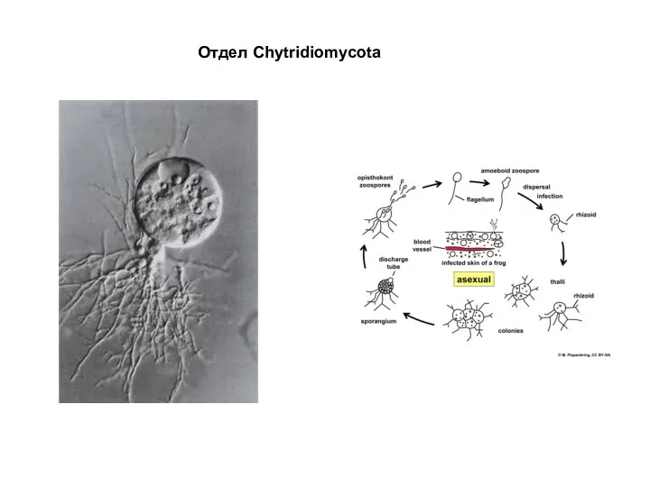 Отдел Chytridiomycota