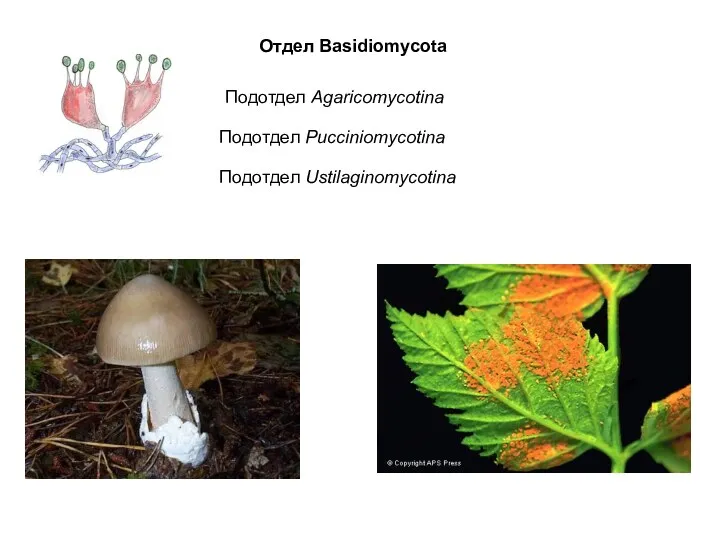 Отдел Basidiomycota Подотдел Agaricomycotina Подотдел Pucciniomycotina Подотдел Ustilaginomycotina