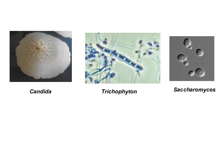 Trichophyton Candida Saccharomyces