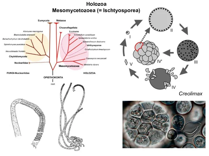 Creolimax Holozoa Mesomycetozoea (= Ischtyosporea)