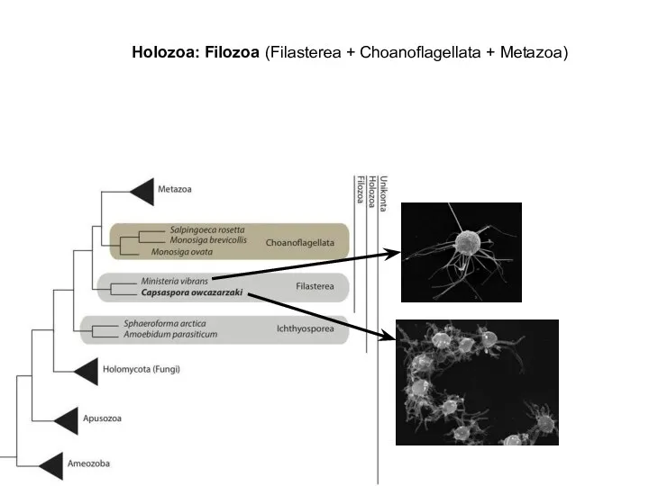 Holozoa: Filozoa (Filasterea + Choanoflagellata + Metazoa)