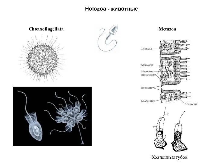 Holozoa - животные Choanoflagellata Хоаноциты губок Metazoa