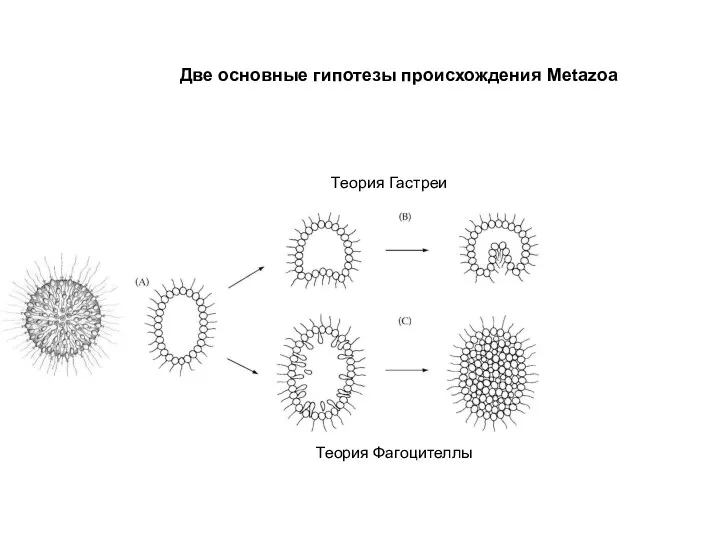 Две основные гипотезы происхождения Metazoa Теория Гастреи Теория Фагоцителлы