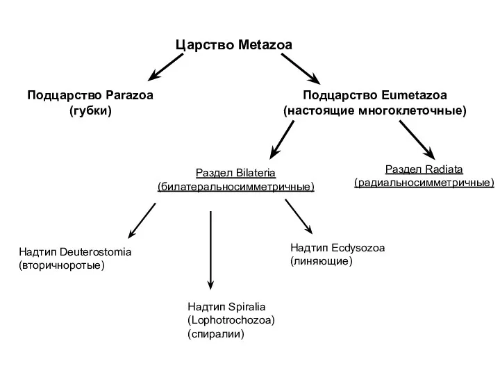 Царство Metazoa Подцарство Parazoa (губки) Подцарство Eumetazoa (настоящие многоклеточные) Раздел