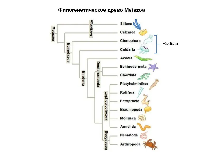 Филогенетическое древо Metazoa Radiata