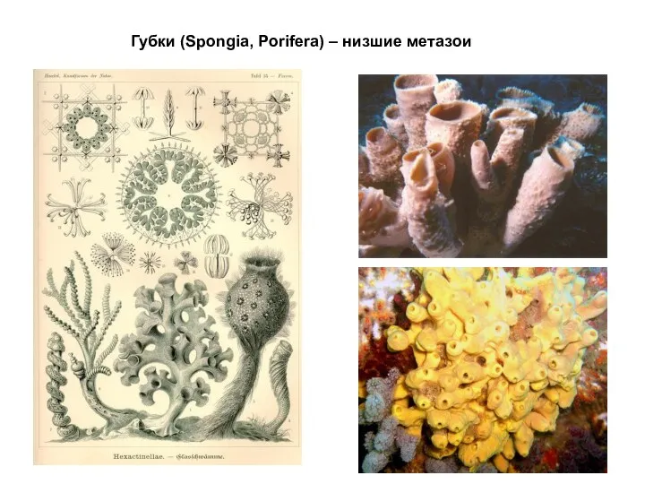 Губки (Spongia, Porifera) – низшие метазои