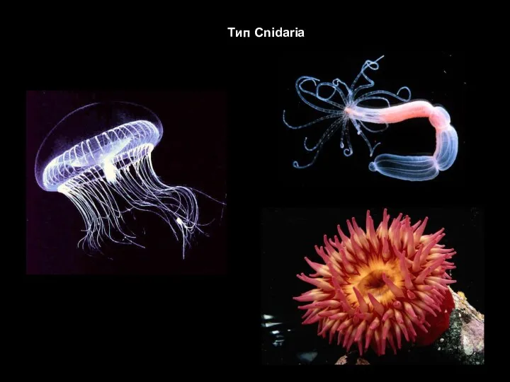 Тип Cnidaria