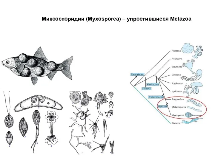 Миксоспоридии (Myxosporea) – упростившиеся Metazoa