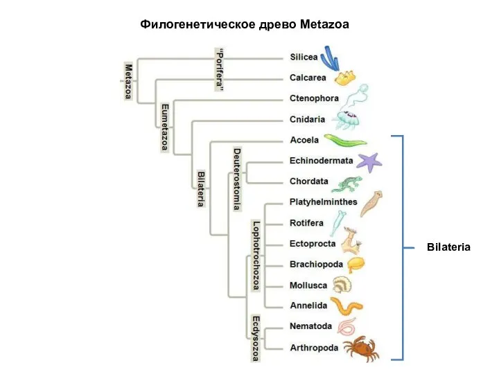 Филогенетическое древо Metazoa Bilateria