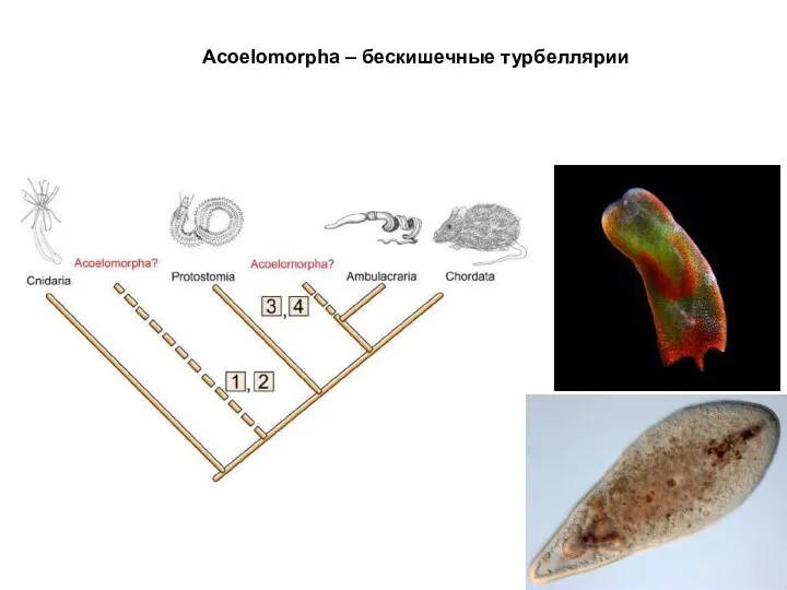 Acoelomorpha – бескишечные турбеллярии