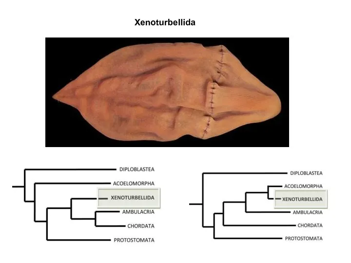 Xenoturbellida