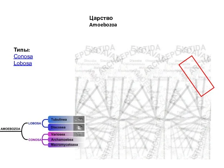 Царство Amoebozoa Типы: Conosa Lobosa