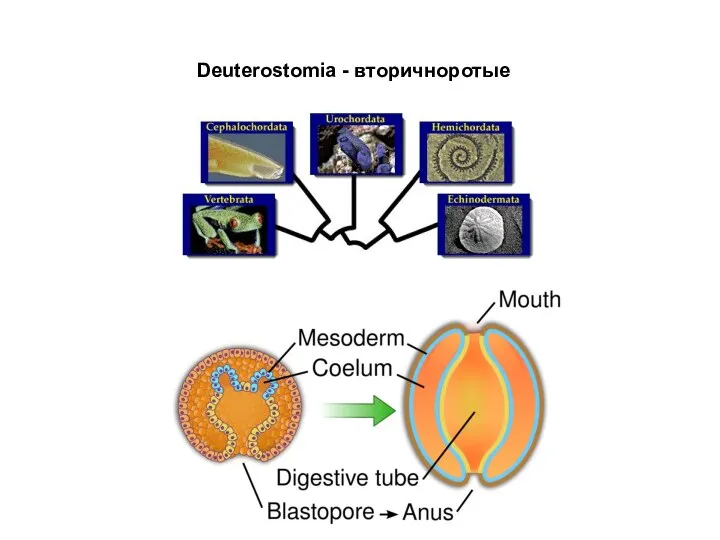 Deuterostomia - вторичноротые