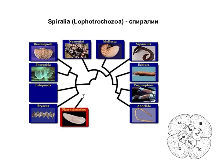 Spiralia (Lophotrochozoa) - спиралии