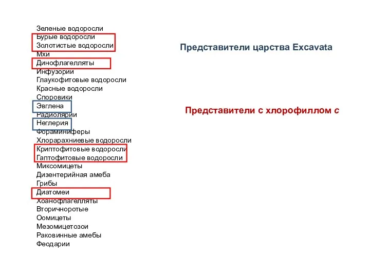 Зеленые водоросли Бурые водоросли Золотистые водоросли Мхи Динофлагелляты Инфузории Глаукофитовые