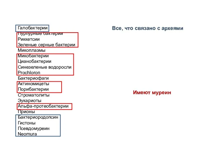 Галобактерии Пурпурные бактерии Риккетсии Зеленые серные бактерии Микоплазмы Микобактерии Цианобактерии