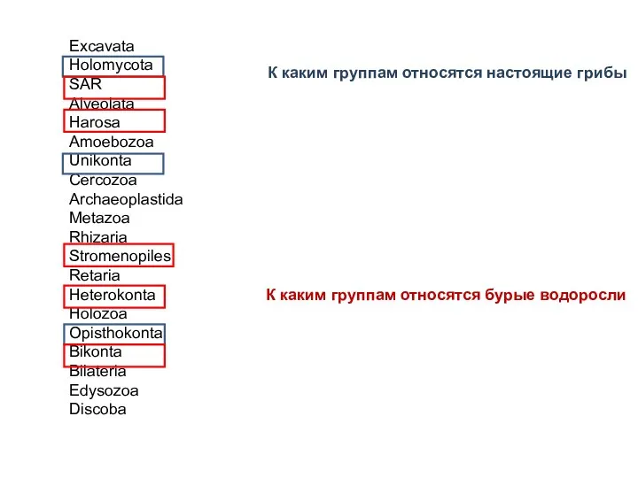 Excavata Holomycota SAR Alveolata Harosa Amoebozoa Unikonta Cercozoa Archaeoplastida Metazoa