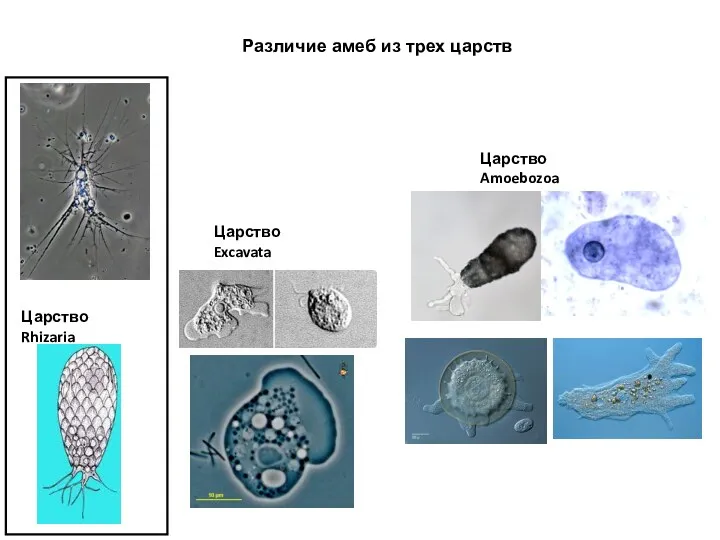 Царство Rhizaria Царство Amoebozoa Различие амеб из трех царств Царство Excavata