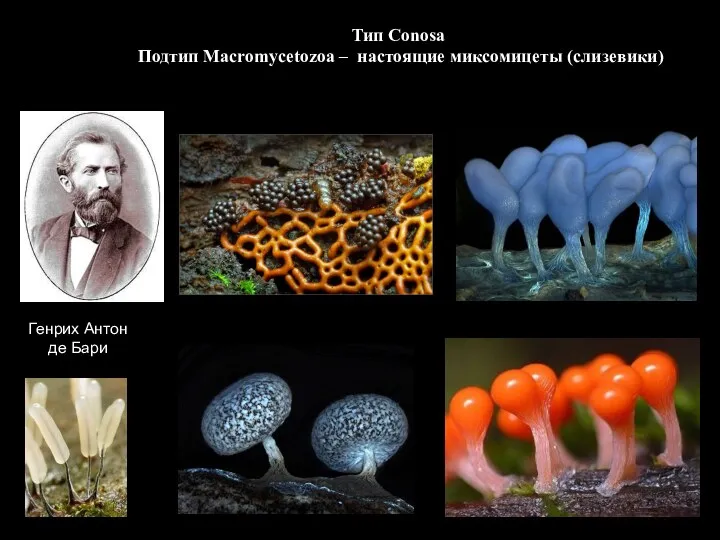 Генрих Антон де Бари Тип Conosa Подтип Macromycetozoa – настоящие миксомицеты (слизевики)