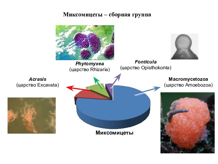 Миксомицеты Macromycetozoa (царство Amoebozoa) Phytomyxea (царство Rhizaria) Acrasis (царство Excavata)