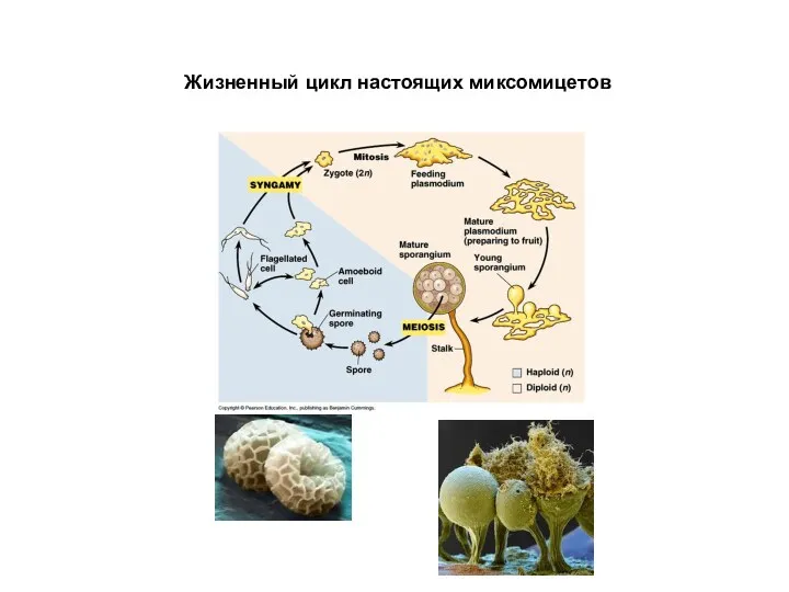 Жизненный цикл настоящих миксомицетов