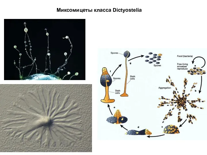 Миксомицеты класса Dictyostelia