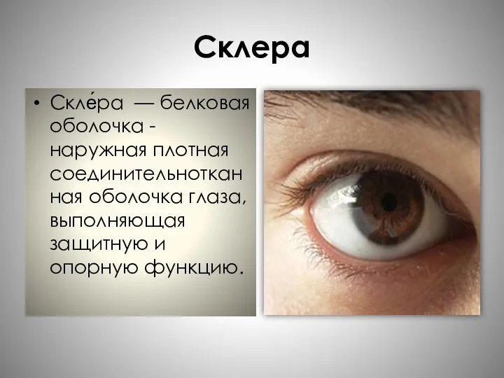 Склера Скле́ра — белковая оболочка - наружная плотная соединительнотканная оболочка глаза, выполняющая защитную и опорную функцию.