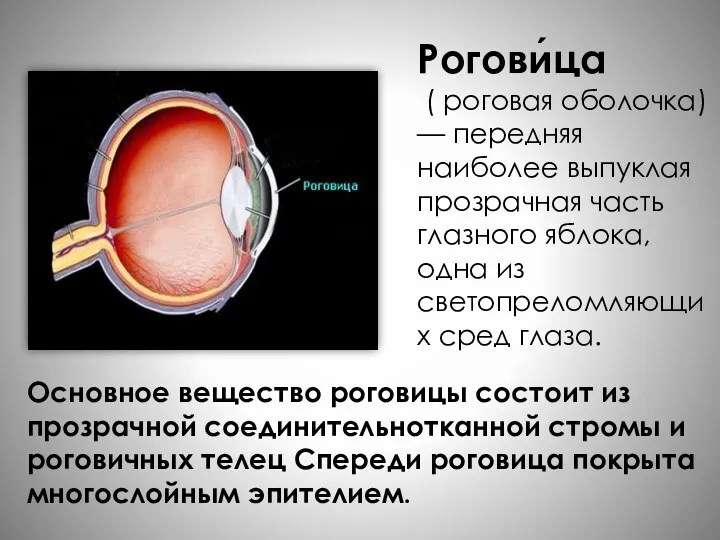 Основное вещество роговицы состоит из прозрачной соединительнотканной стромы и роговичных