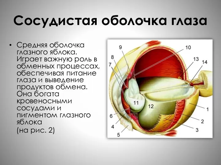 Сосудистая оболочка глаза Средняя оболочка глазного яблока. Играет важную роль