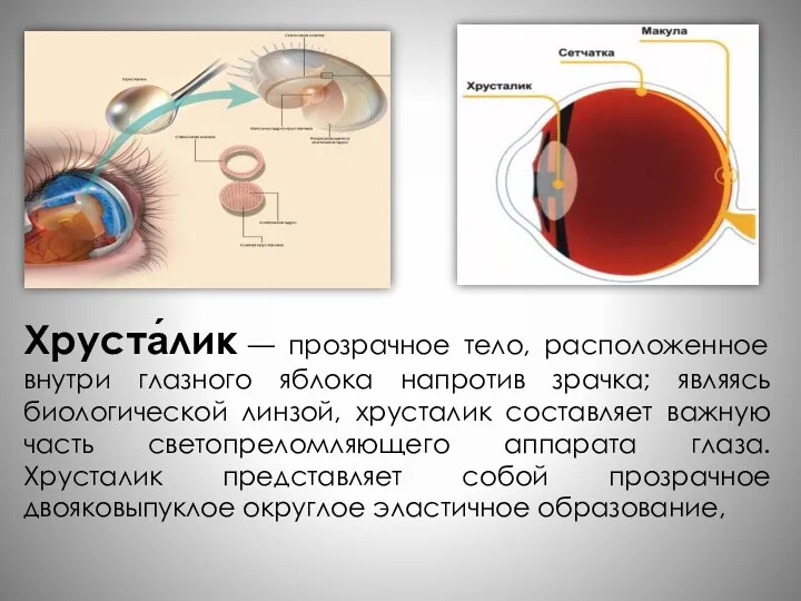 Хруста́лик — прозрачное тело, расположенное внутри глазного яблока напротив зрачка;