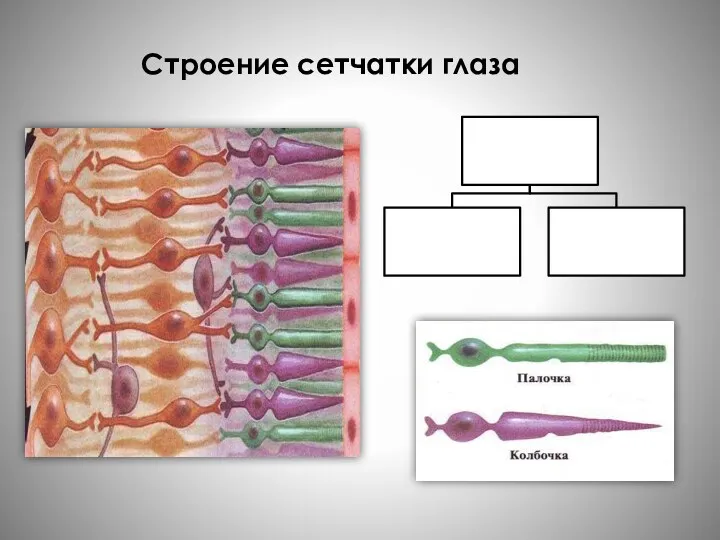 Строение сетчатки глаза