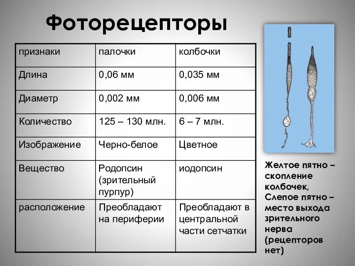 Фоторецепторы Желтое пятно – скопление колбочек, Слепое пятно – место выхода зрительного нерва (рецепторов нет)