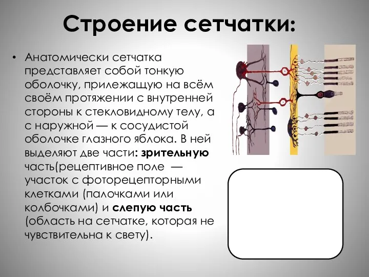 Строение сетчатки: Анатомически сетчатка представляет собой тонкую оболочку, прилежащую на