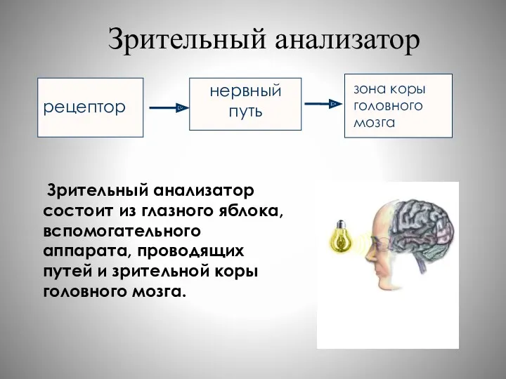 Зрительный анализатор Зрительный анализатор состоит из глазного яблока, вспомогательного аппарата,