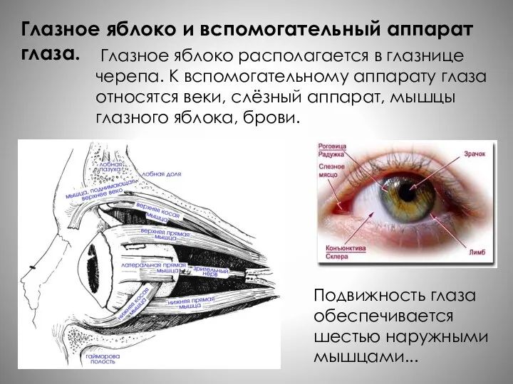 Глазное яблоко и вспомогательный аппарат глаза. Глазное яблоко располагается в