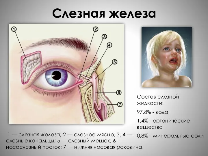 Слезная железа вв 1 — слезная железа; 2 — слезное