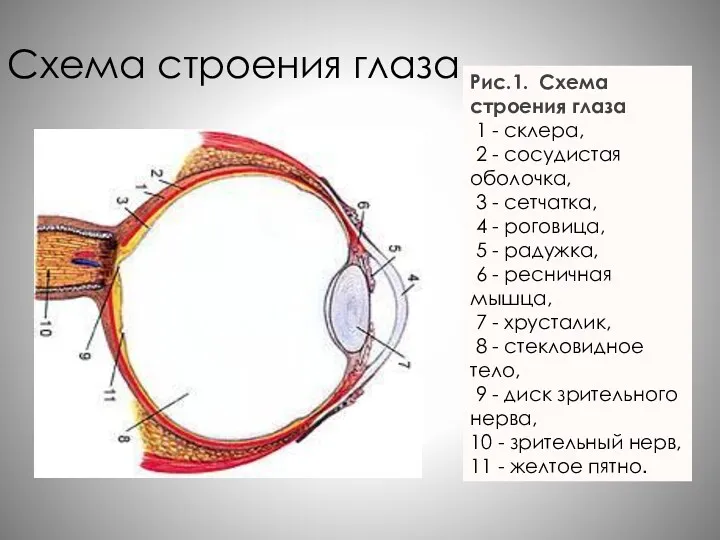 Схема строения глаза