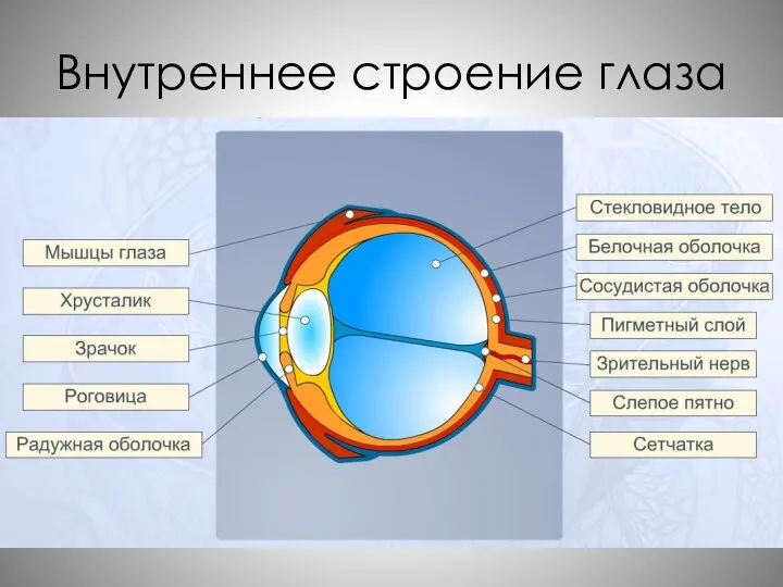 Внутреннее строение глаза