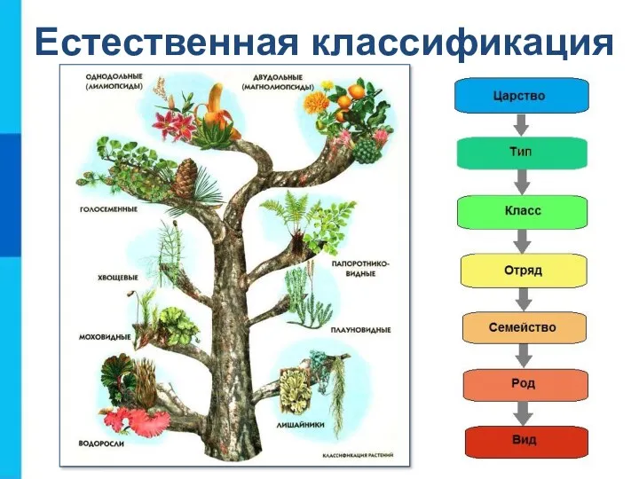 Естественная классификация