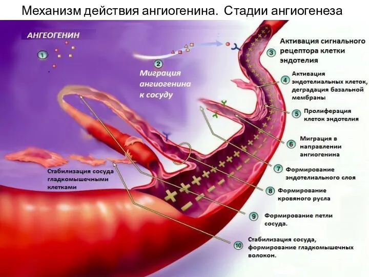 Механизм действия ангиогенина. Стадии ангиогенеза