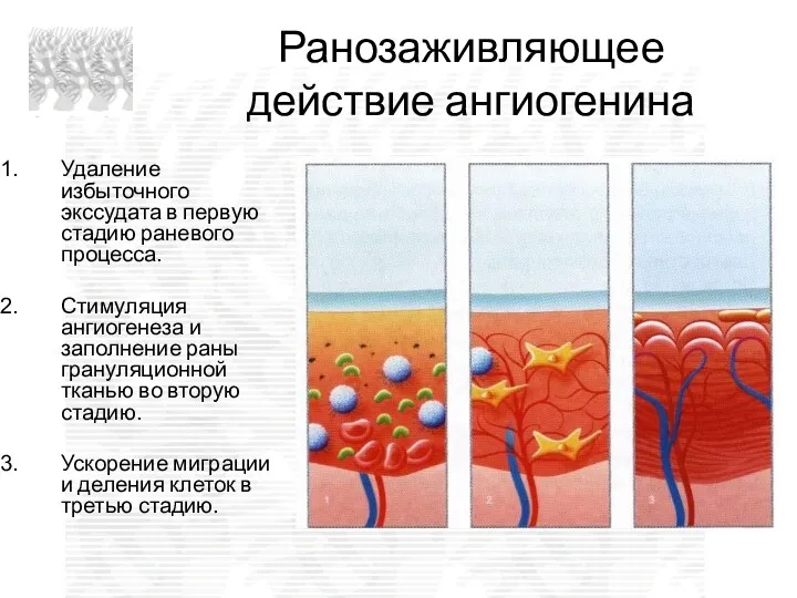 Ранозаживляющее действие ангиогенина Удаление избыточного экссудата в первую стадию раневого