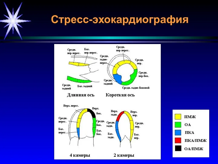 Стресс-эхокардиография