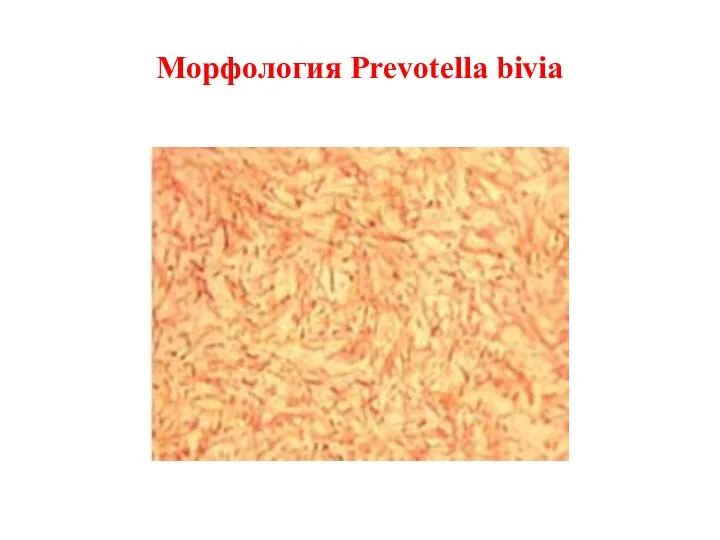 Морфология Prevotella bivia