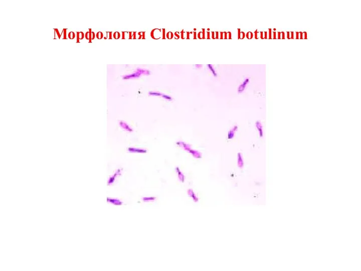 Морфология Clostridium botulinum