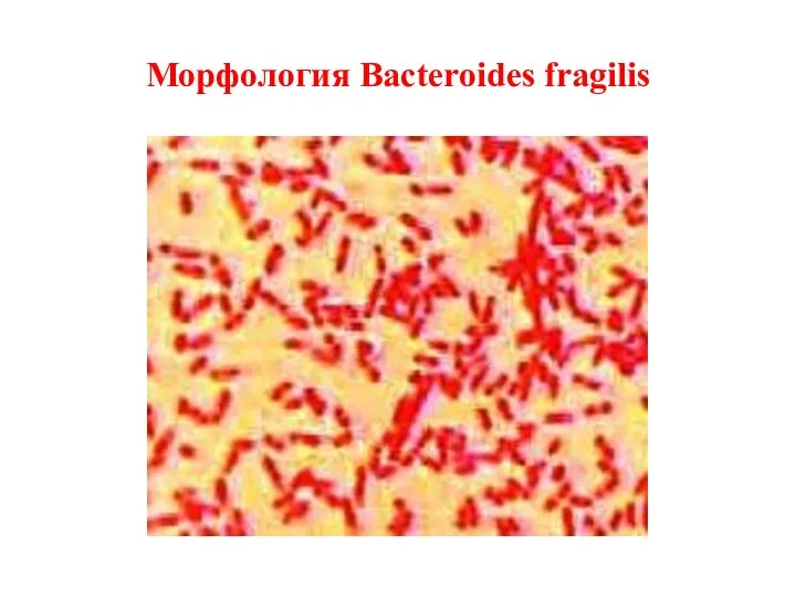 Морфология Bacteroides fragilis