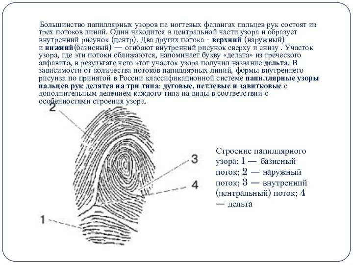 Большинство папиллярных узоров па ногтевых фалангах пальцев рук состоят из трех потоков линий.