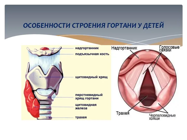 ОСОБЕННОСТИ СТРОЕНИЯ ГОРТАНИ У ДЕТЕЙ