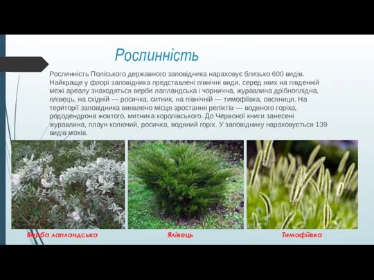 Рослинність Рослинність Поліського державного заповідника нараховує близько 600 видів. Найкраще