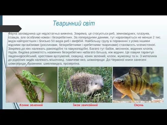 Тваринний світ Фауна заповідника ще недостатньо вивчена. Зокрема, це стосується